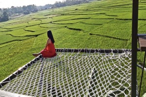 MÙA LÚA NON TRÊN BẢN LÀNG